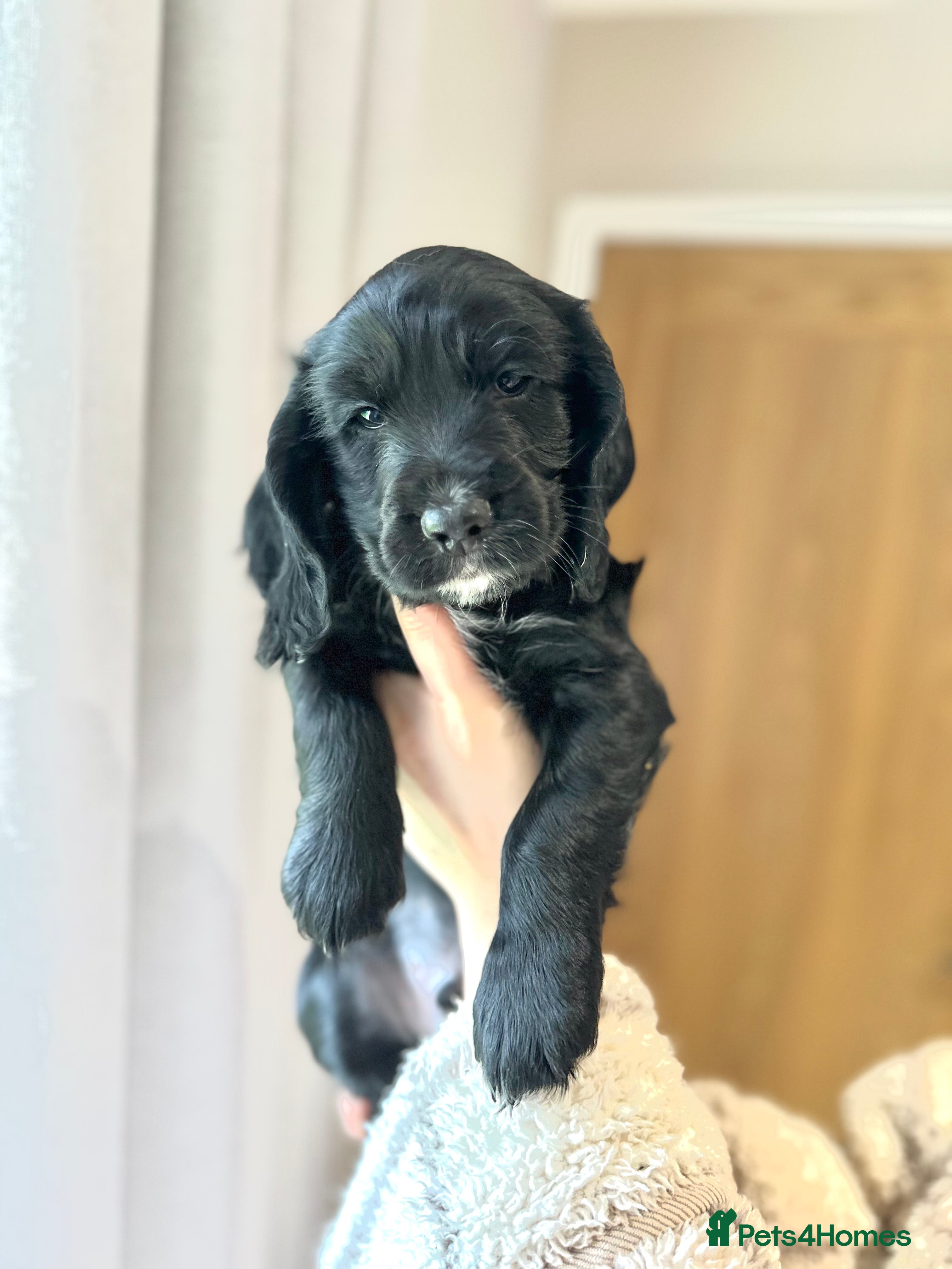 Cocker Spaniel dogs Cocker Spaniel Puppies - Advert 9