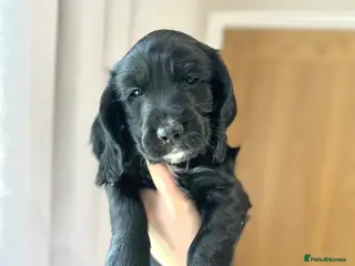 Cocker Spaniel dogs Cocker Spaniel Puppies - Advert 9