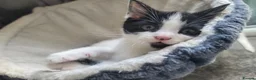 Mixed Breed cats for sale: 3 Mixed Black and white kittens - Advert 3