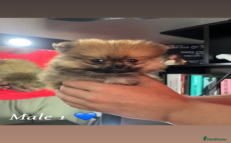 Pomeranian dogs - Advert 2