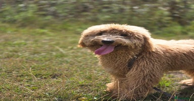 Australian Labradoodle dogs - Advert 5