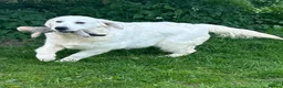 Golden Retriever dogs for sale: Beautiful litter of golden retrievers available  - Advert 12