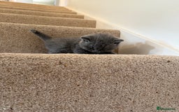 British Shorthair cats for sale: GCCF Bi-colour Blue and white BSH - Image 18