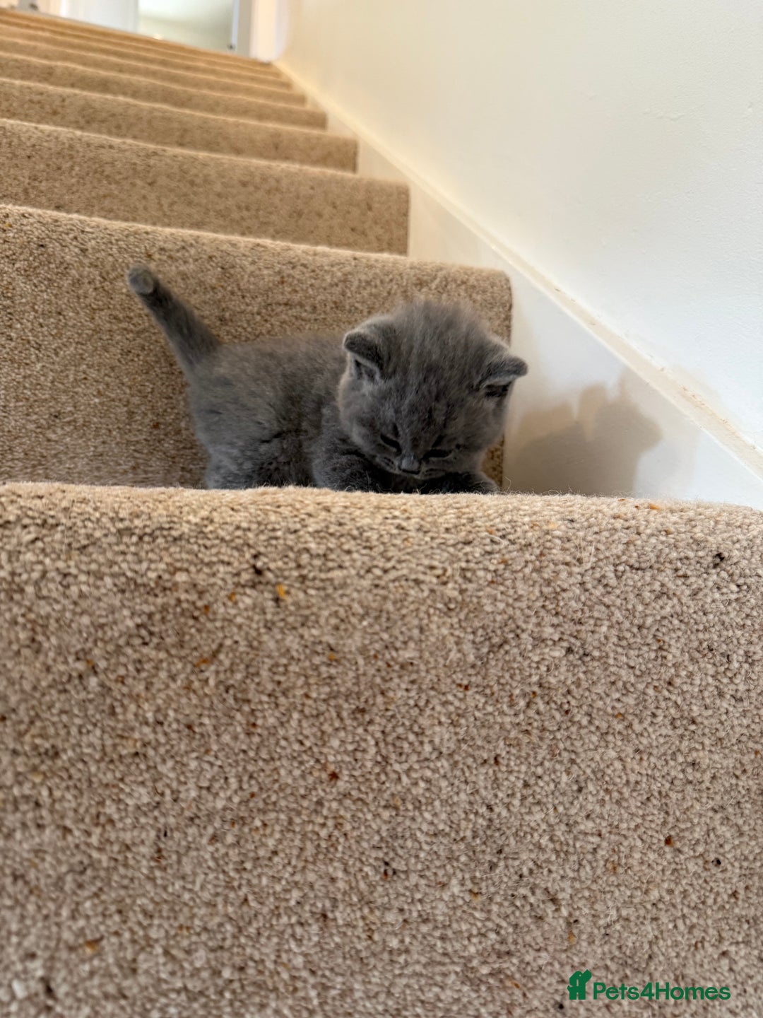 British Shorthair cats for sale: GCCF Bi-colour Blue and white BSH - Image 18