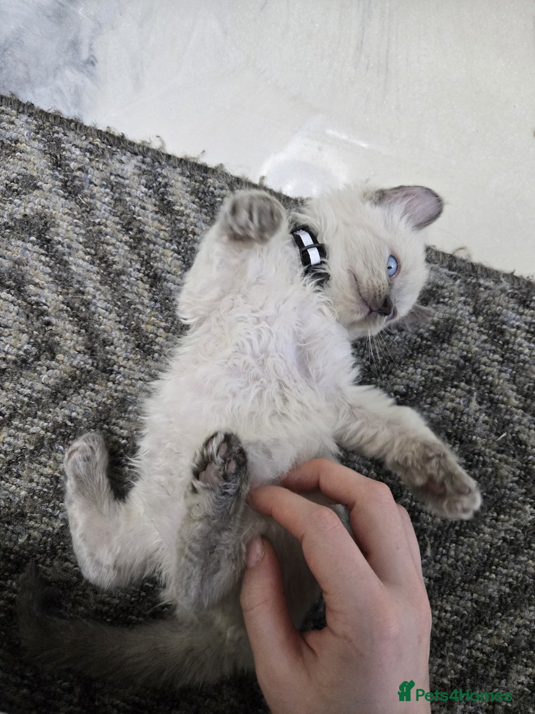 American Curl cats for sale: RARE, Unique, Affectionate American Curl Kittens!  - Advert 13