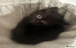 Persian cats for sale:  Persian Himalayan, blue point  - Image 10