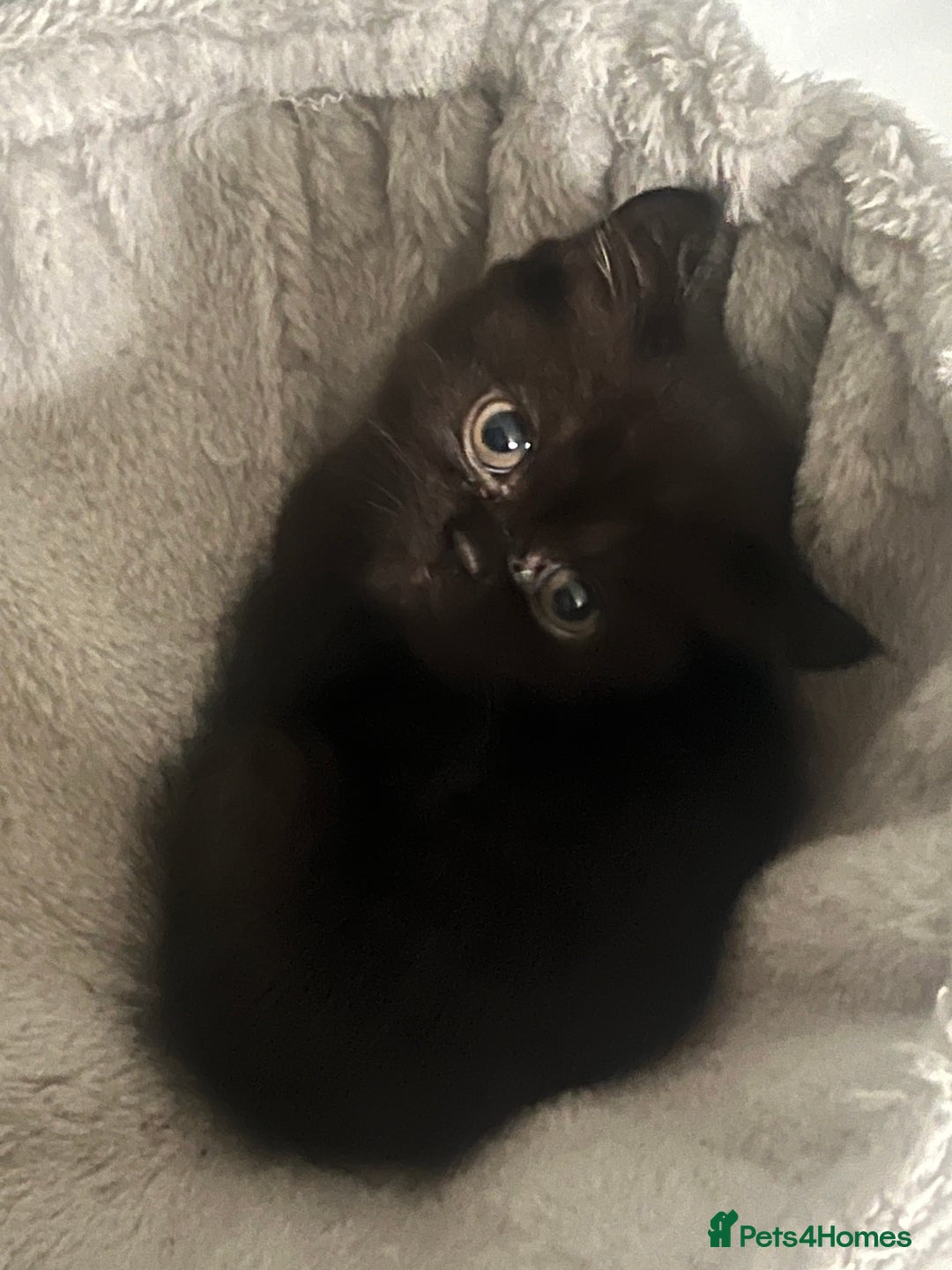 Persian cats for sale:  Persian Himalayan, blue point  - Image 10