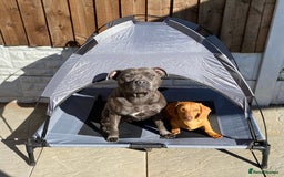 Mixed Breed dogs for sale: Beautiful Daffys - staffy cross dachshund  - Image 9