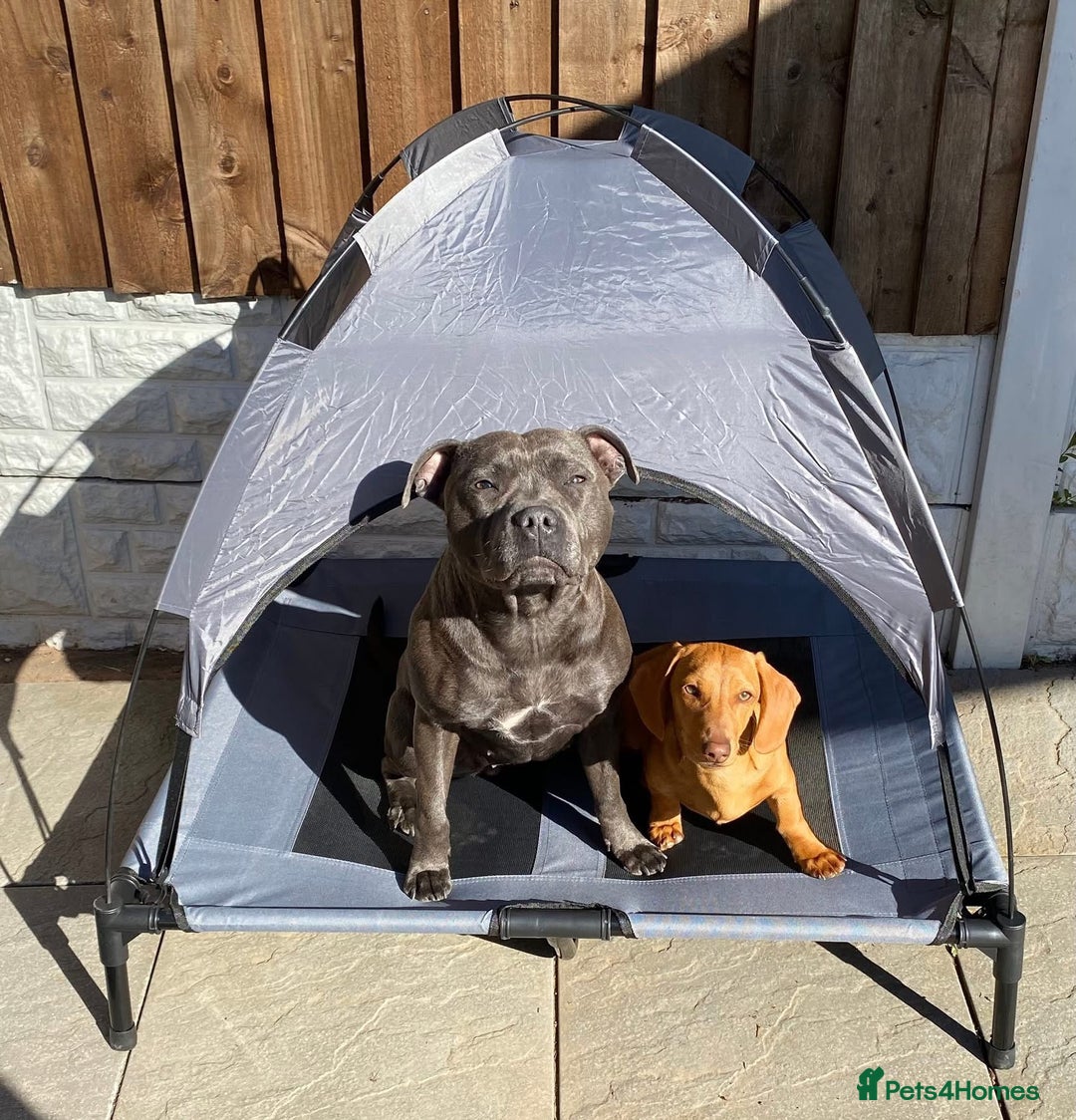 Mixed Breed dogs for sale: Beautiful Daffys - staffy cross dachshund  - Image 9