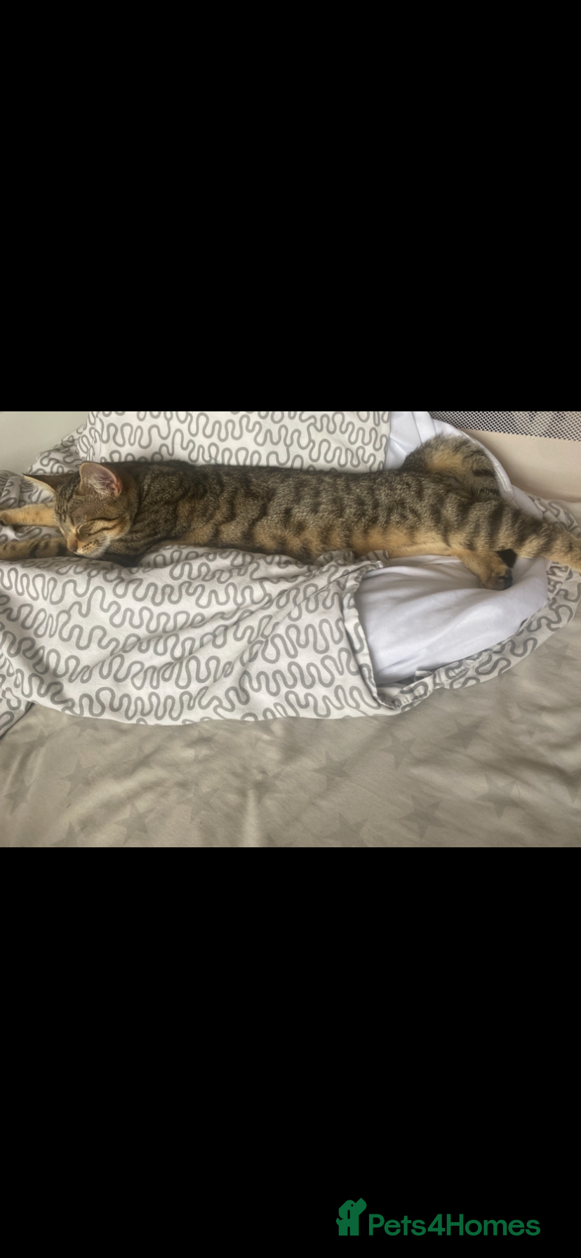 Mixed Breed cats Ready now West Midlands based - Advert 1