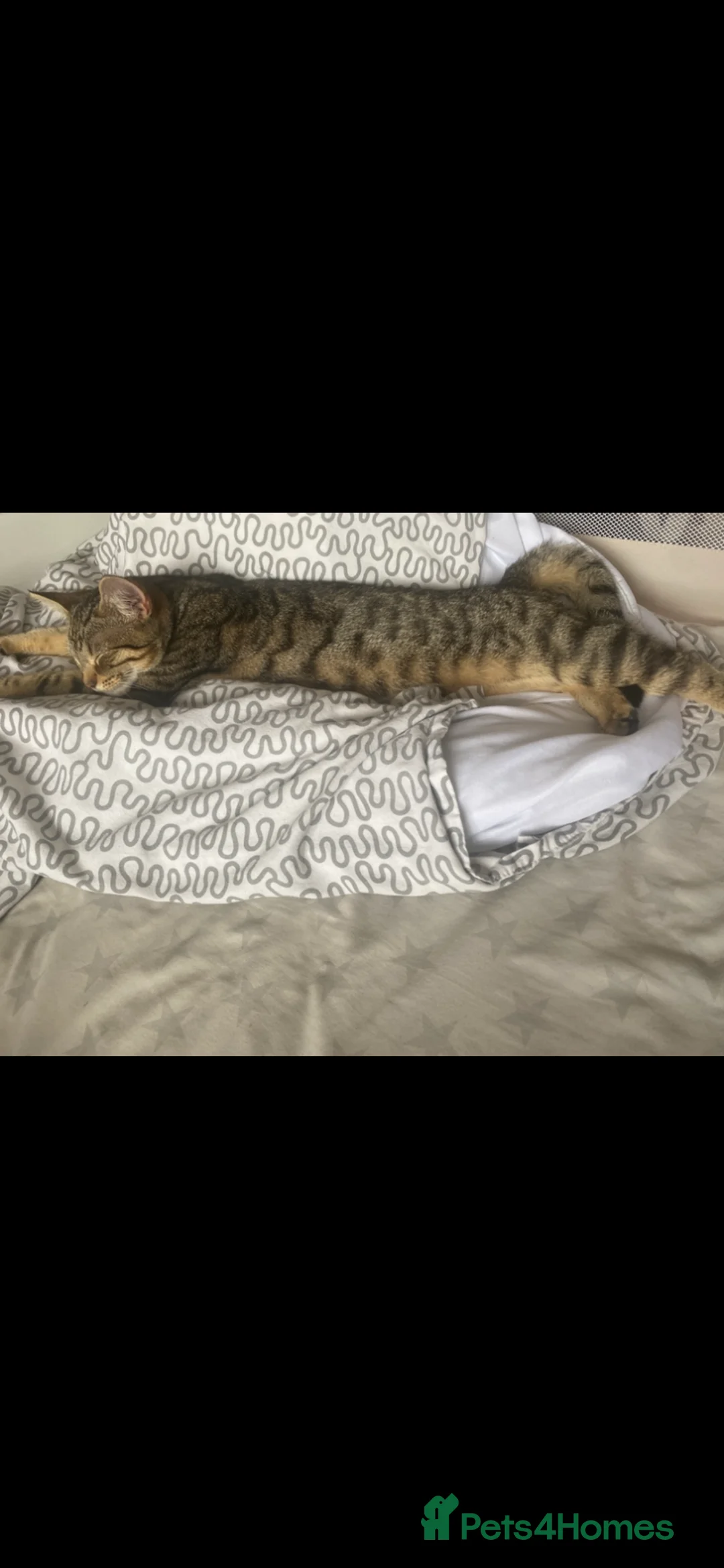 Mixed Breed cats for sale: Ready now West Midlands based - Advert 2