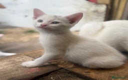 Siamese cats for sale: Stunning Siamese X Ragdoll kittens  - Image 11