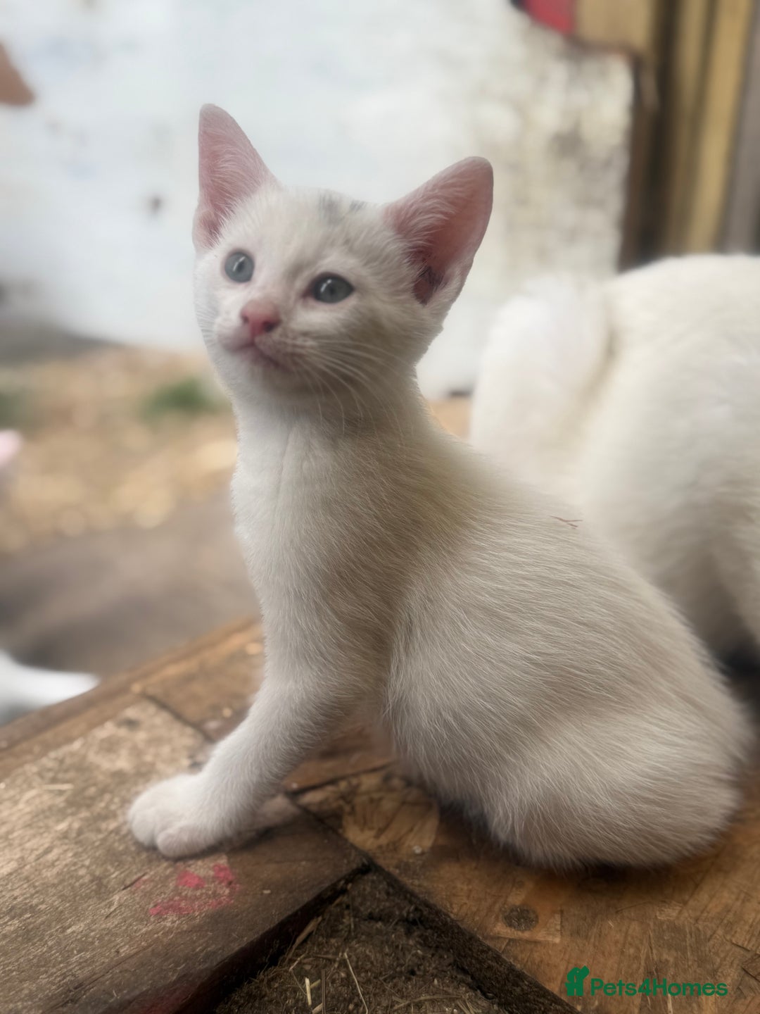 Siamese cats for sale: Stunning Siamese X Ragdoll kittens  - Image 11