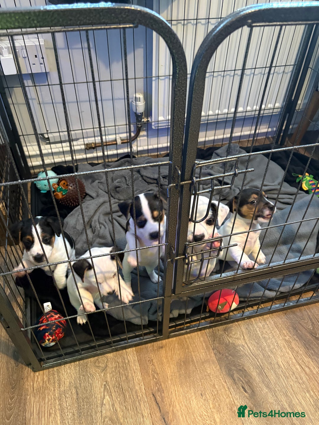Jack Russell dogs for sale: jack Russell puppies for sell  - Image 10