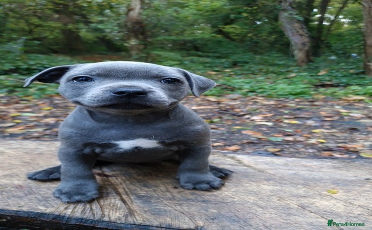 Staffordshire Bull Terrier dogs - Advert 4