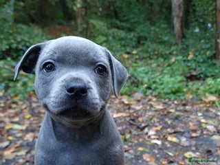 Staffordshire Bull Terrier dogs - Advert 2