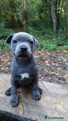 Staffordshire Bull Terrier dogs - Advert 4