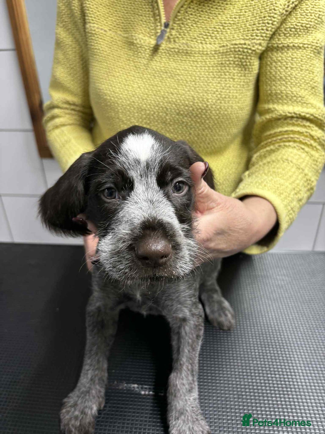 German Wirehaired Pointer dogs for sale: Stunning litter of German Wirehaired Pointers  - Advert 15