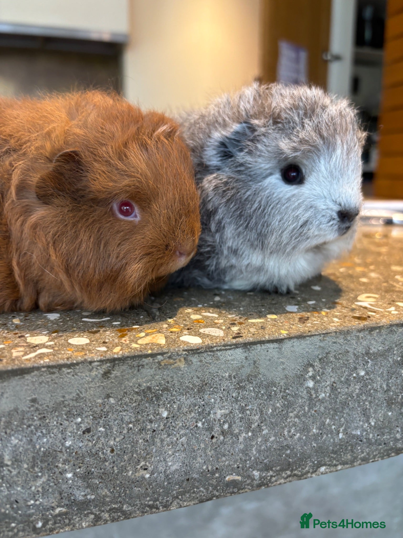 Guinea Pig rodents Swiss brothers - Advert 9