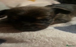 Mixed Breed dogs for sale: Yorkie Jacks  - Image 1