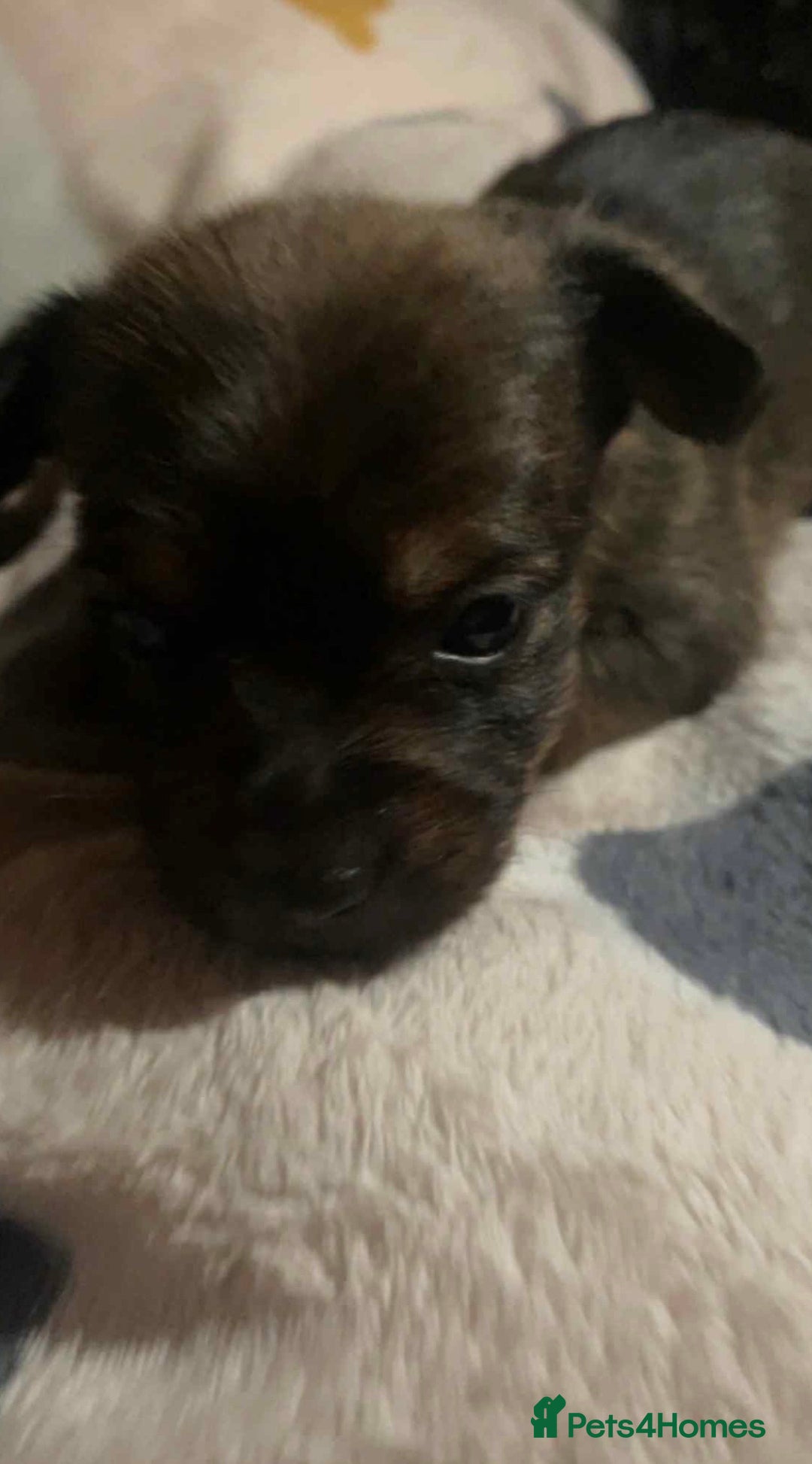 Mixed Breed dogs for sale: Yorkie Jacks  - Image 1