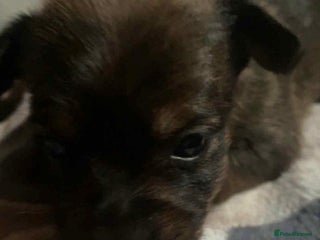 Mixed Breed dogs - Advert 6