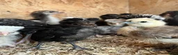 Mixed Breed poultry for sale: Ducks, ducklings, pullets, chicks - Advert 19