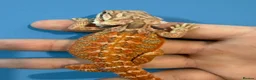 Bearded Dragon reptiles for sale: 💥💥💥Baby Dragons! WEEKEND SPECIAL £150 💥💥💥 - Advert 7