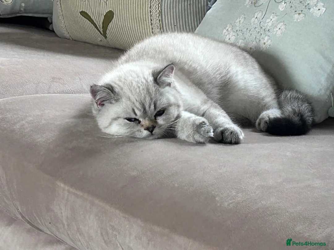 British Shorthair cats for sale: Top Quality kittens - Advert 12