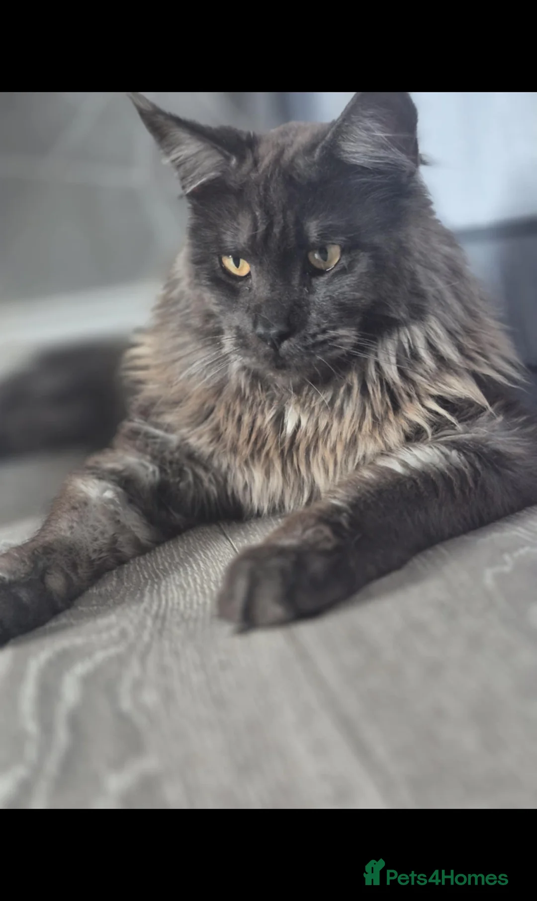 Maine Coon cats for sale: Stunning mainecoon kittens available  - Advert 4