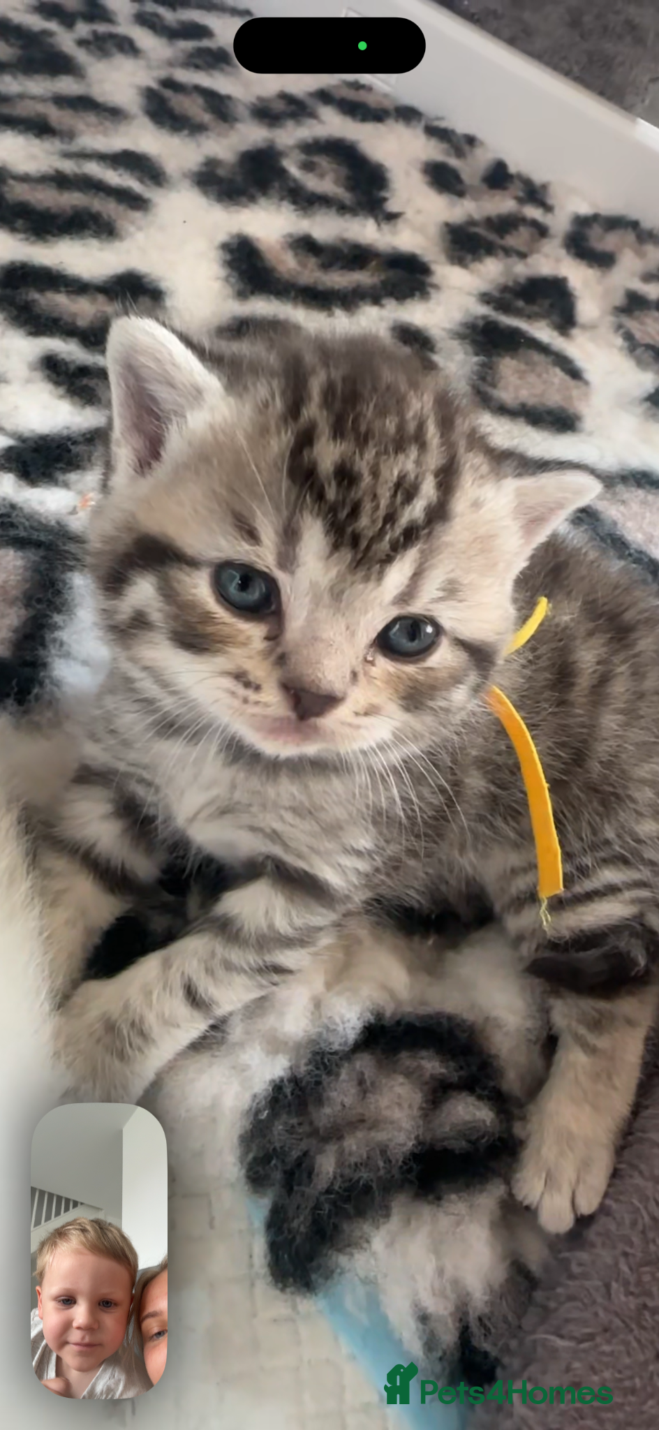 British Shorthair cats for sale: Exceptional British Shorthair kittens 🩷 - Advert 16