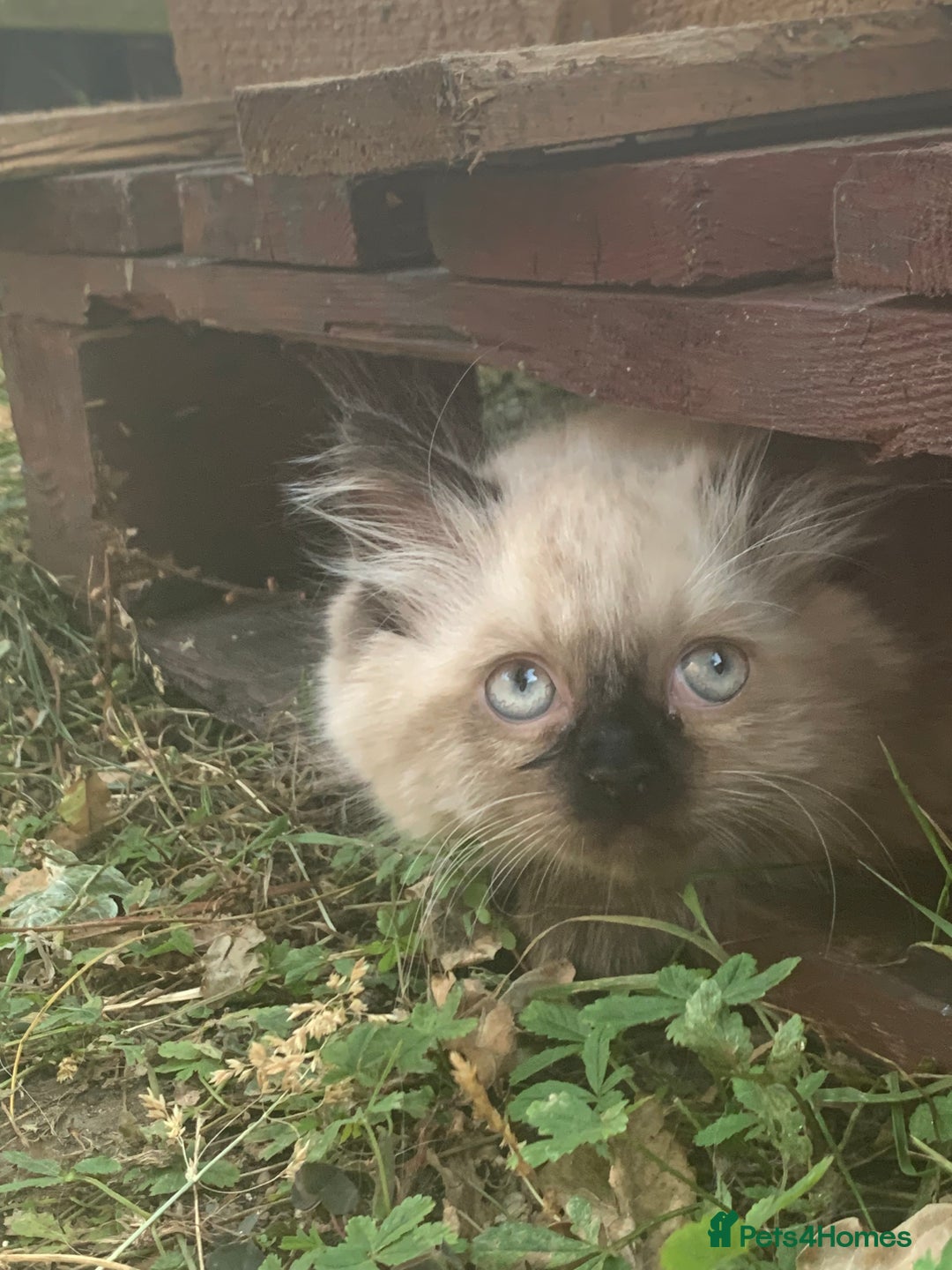 Ragdoll cats for sale: Ragdoll Kittens- 3 Bundles of fluff - Image 2