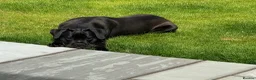 Cane Corso dogs for sale: Cane Corso Male for Sale – 9 Months , West Lothian in Livingston - Advert 8