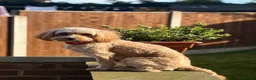 Cavapoo dogs for sale: Adorable Cavapoo Puppies looking for ⭐⭐⭐⭐⭐ homes in Harrogate - Advert 12