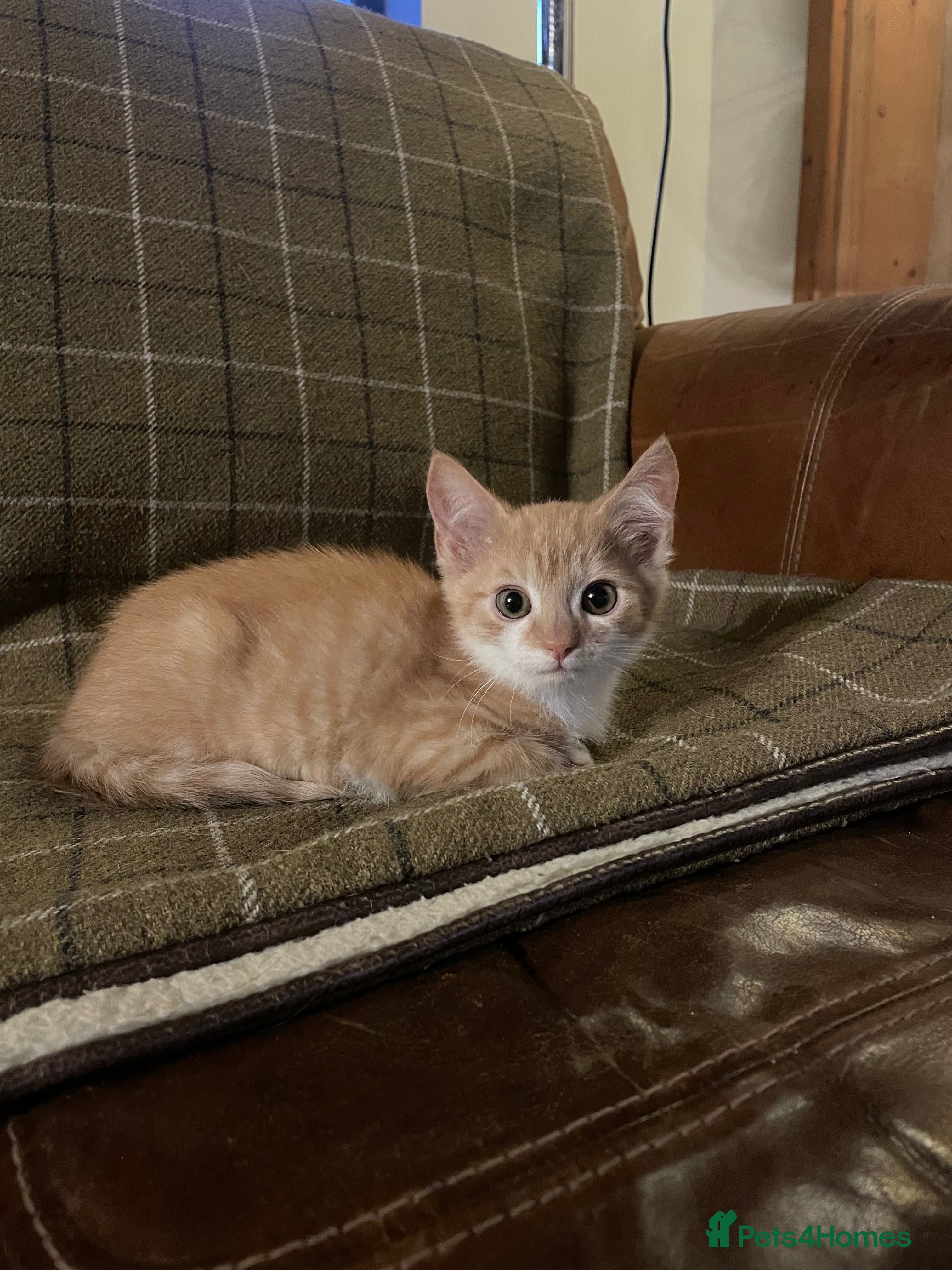 Mixed Breed cats Gorgeous kittens  - Advert 12