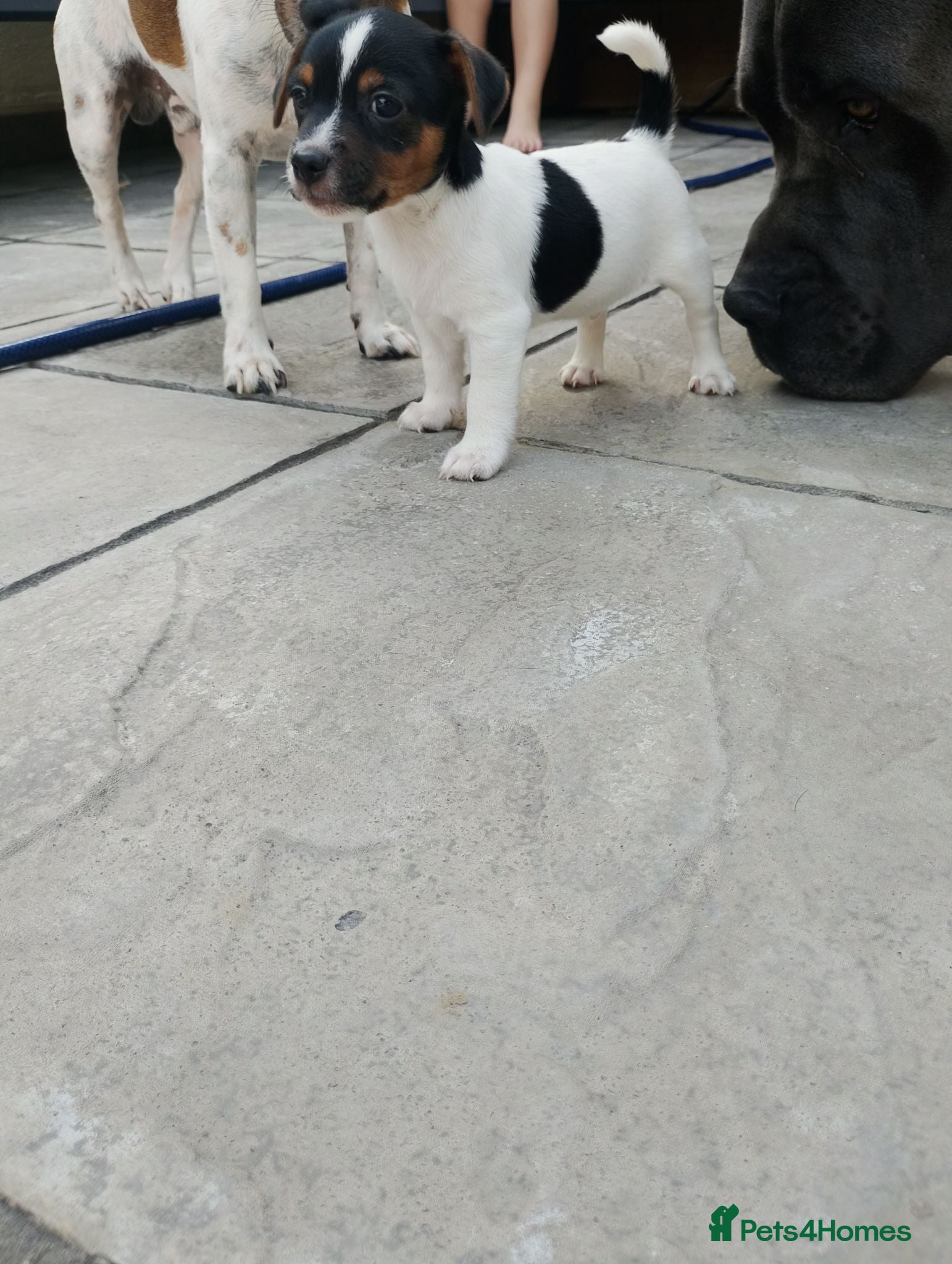 Jack Russell dogs Beautiful jack Russell puppies  - Advert 4