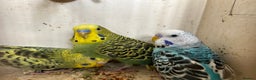 Budgerigars birds for sale: Budgies for sale, cages available, in good health - Advert 9