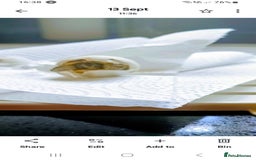 Tortoise reptiles for sale: Hatchlings Tortoise - Image 4