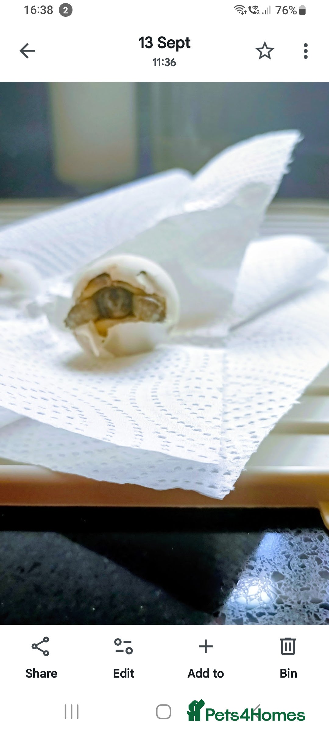 Tortoise reptiles for sale: Hatchlings Tortoise - Image 4