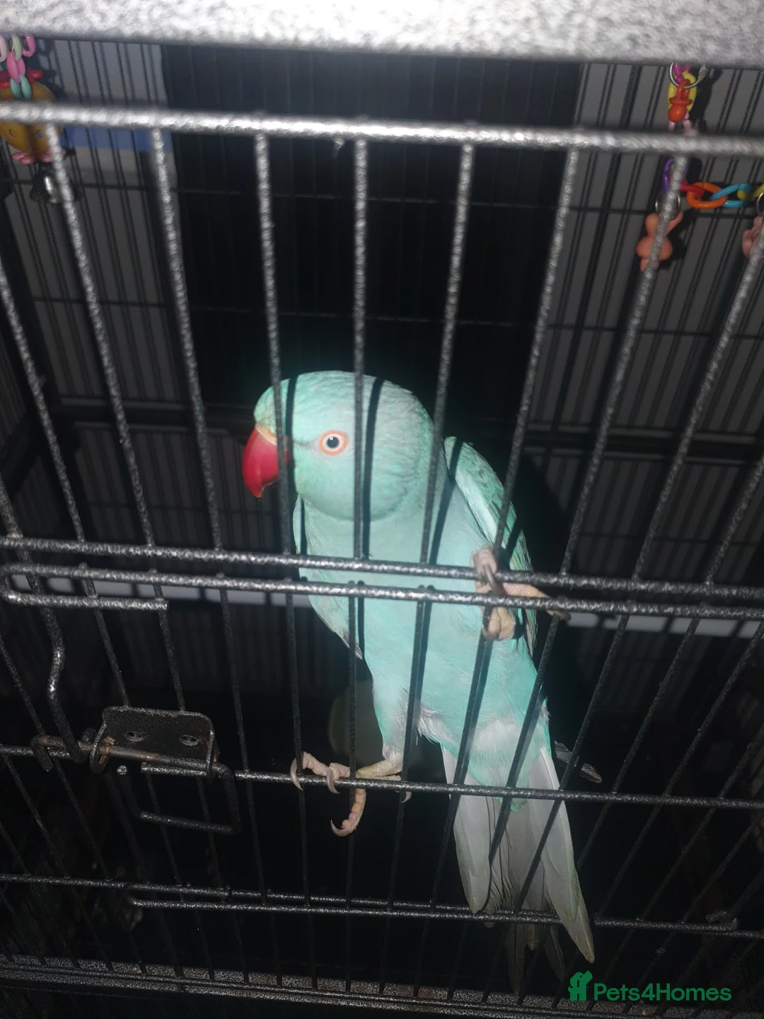 Ringnecks birds for sale: Blue Indian ringneck - Advert 5