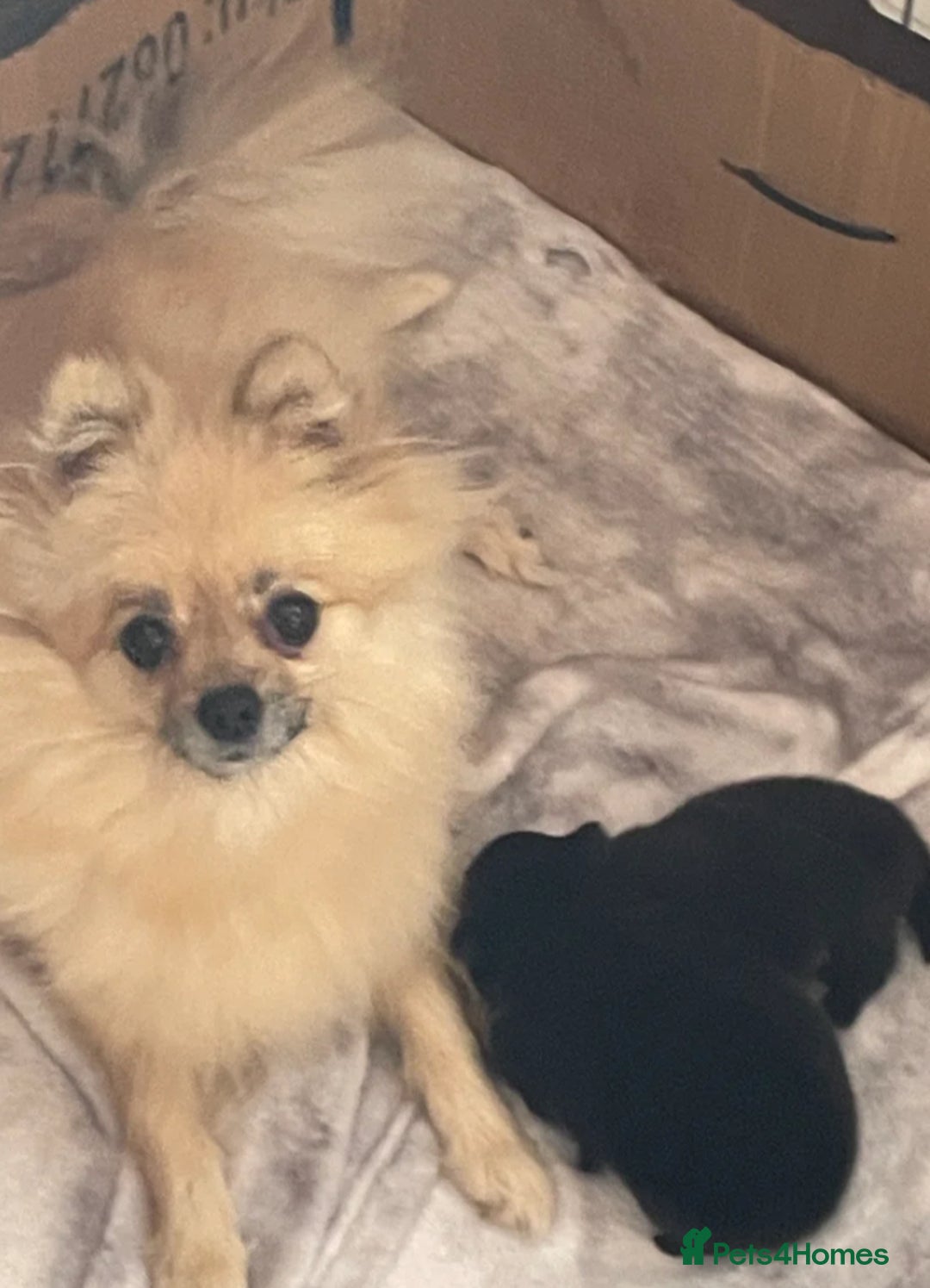 Pomeranian dogs for sale: Champion Russian Bloodlines Boy Pomeranian  - Image 8