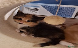 Mixed Breed cats for sale: 4 gorgerous kittens - Image 32