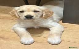 Golden Retriever dogs for sale: Ready to leave KC registered golden retriever - Image 4