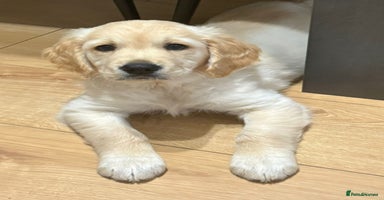 Golden Retriever dogs - Advert 2