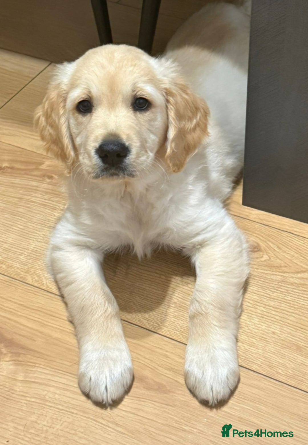 Golden Retriever dogs for sale: Ready to leave KC registered golden retriever - Image 4