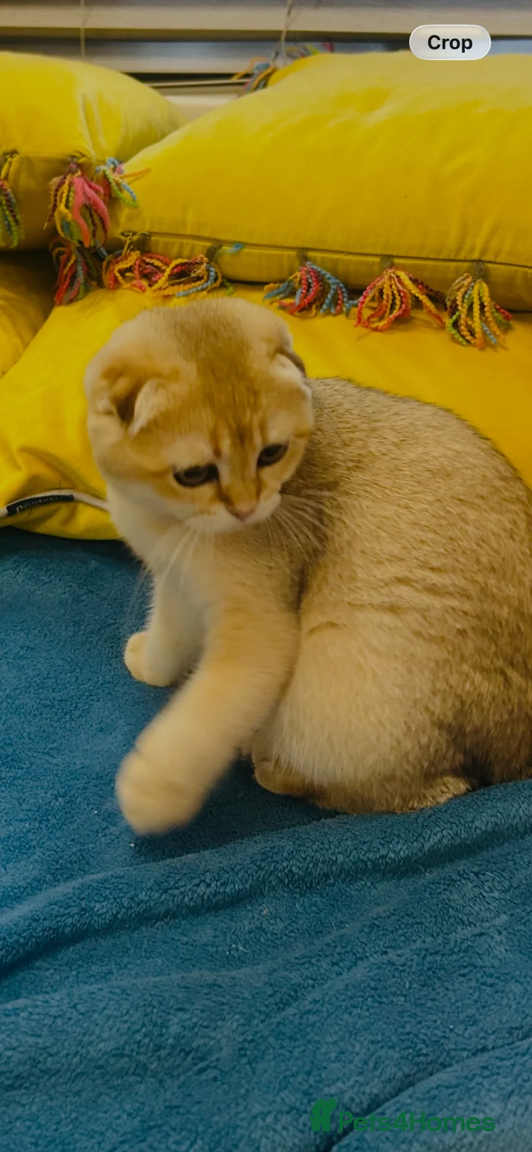 Scottish Fold cats for sale:  Our Last Precious Scottish Fold Gold  - Advert 16
