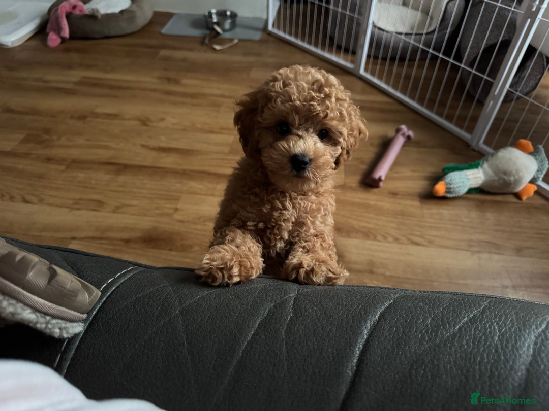Poochon dogs for sale: Male poochon F1b - Image 2