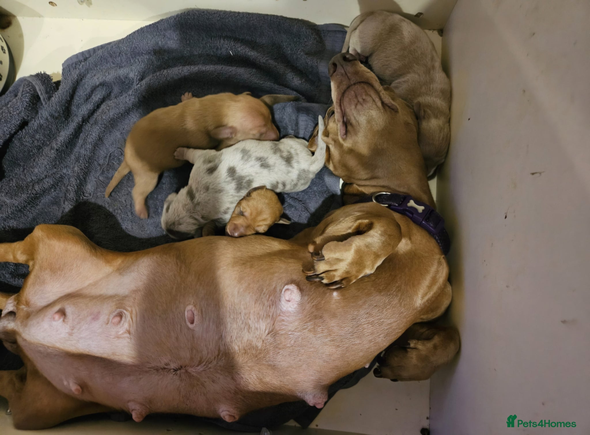 Dachshund dogs 2 Beautiful male miniature Dachshunds - Advert 3