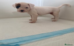 Boxer dogs for sale: Stunning Bob and long tail litter - Image 8