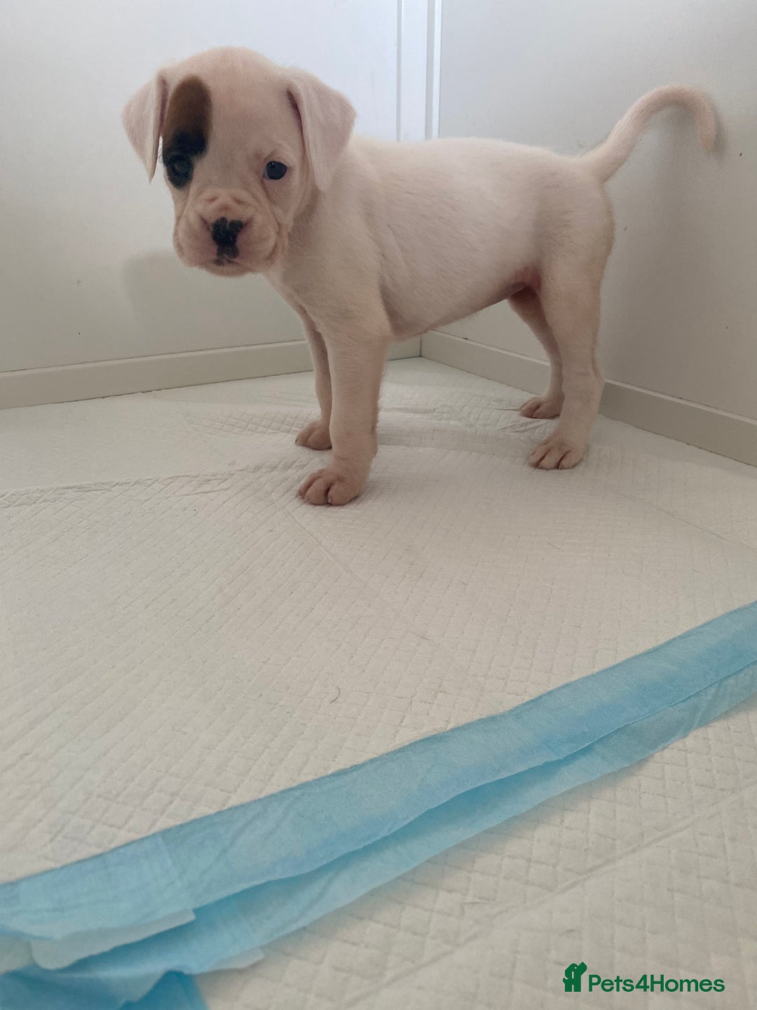 Boxer dogs for sale: Stunning Bob and long tail litter - Image 8